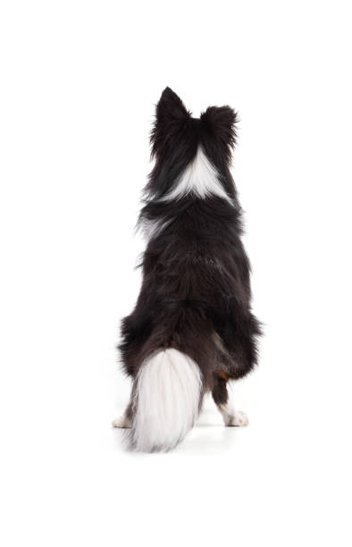 istock Shetland dog seen from behind 1482270167