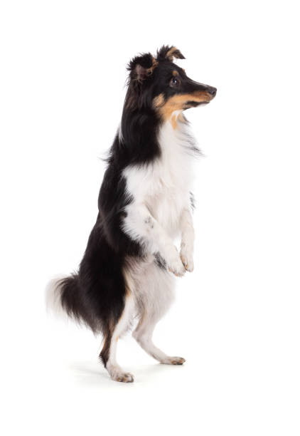 istock Shetland dog jumping 1482270172