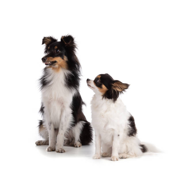 istock Shetland dog and chihuahua sitting 1482270174