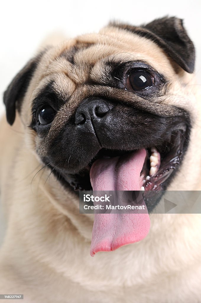 close portrait of adorable dog Animal Stock Photo