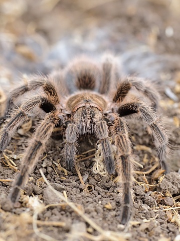 A large Chilean Rosehair Tarantula (Grammostola rosea) emerges from its nest-hole, the silken lining of which can be seen behind the animal, in the semi-desert environment of the central Chilean Andes foothills.