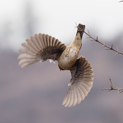 A single Mourning Sierra Finch (Rhopospina fruticeti) takes flight from its perch on a thorn bush in the Andes foothills of central Chile near Santiago de Chile
