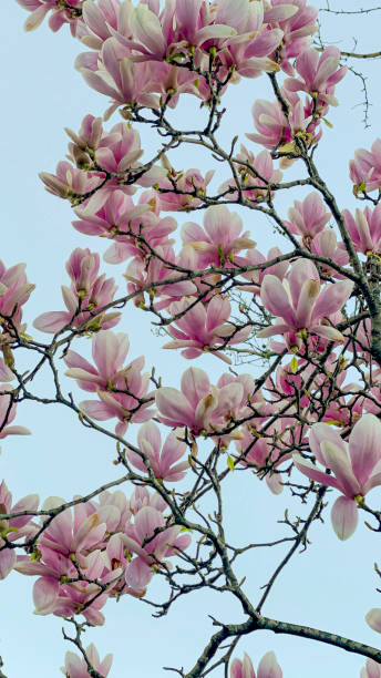 цветущие магнолии дерево крупным планом - spring magnolia flower sky стоковые фото и изображения
