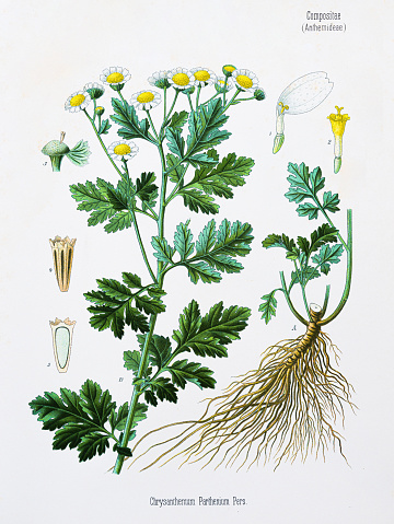 Köhler's Medizinal-Pflanzen in naturgetreuen Abbildungen mit kurz erläuterndem 1887