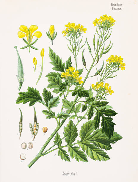 illustrations, cliparts, dessins animés et icônes de chromolithographie à la moutarde blanche 1887 - mustard flower