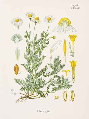 Köhler's Medizinal-Pflanzen in naturgetreuen Abbildungen mit kurz erläuterndem 1887