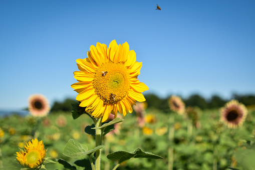 Bee pollination is critical for production of sunflower seeds.