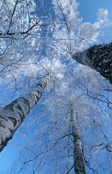 winter trees stock photo