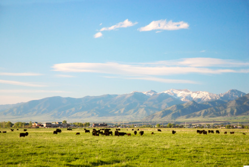 Cows feeding in beautiful meadows of Gallatin Valley, Montana with snowy Bridger mountains in the background and lots of sky.