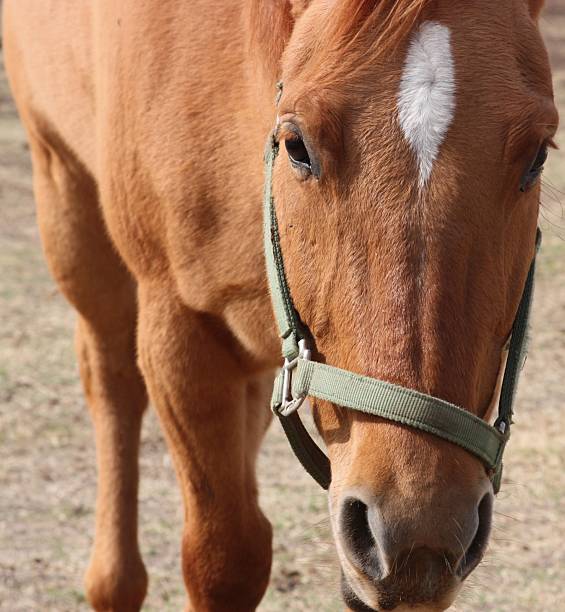 Horse stock photo