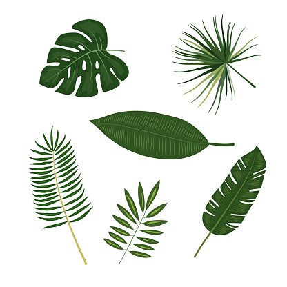 Tropical palm leaves, jungle leaves, botanical vector illustration isolated on white background.