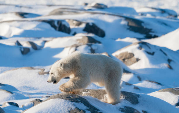 istock Polar Bears Churchill Manitoba 1482277891