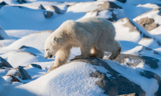 istock Polar Bears Churchill Manitoba 1482277892