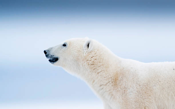istock Polar Bears Churchill Manitoba 1482277906