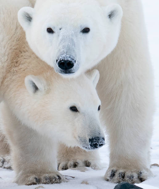 istock Polar Bears Churchill Manitoba 1482277915