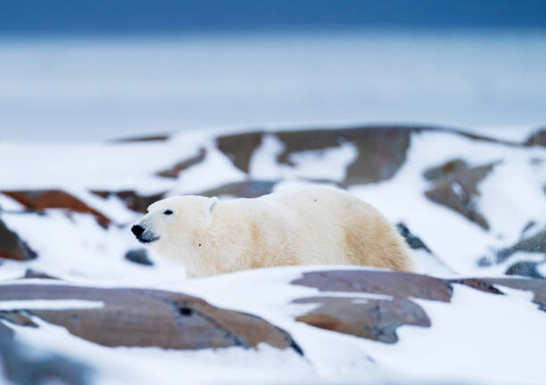 istock Polar Bears Churchill Manitoba 1482277921