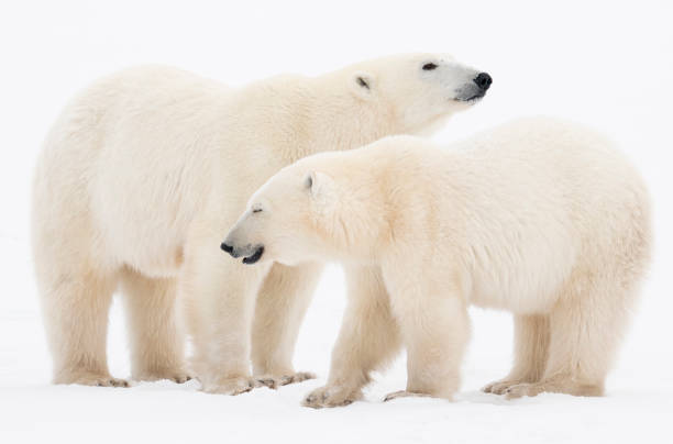 istock Polar Bears Churchill Manitoba 1482277923