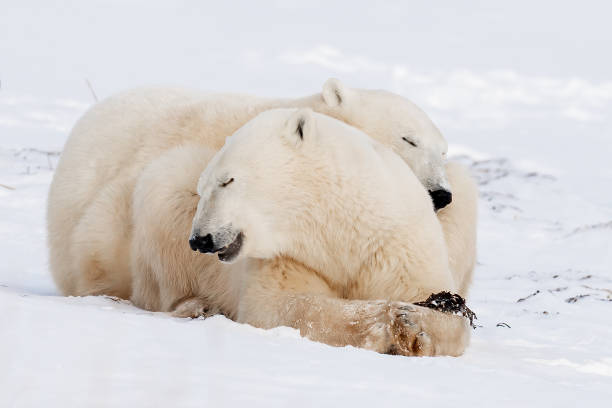 istock Polar Bears Churchill Manitoba 1482277940