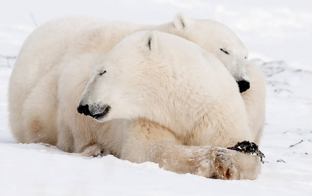 istock Polar Bears Churchill Manitoba 1482277946