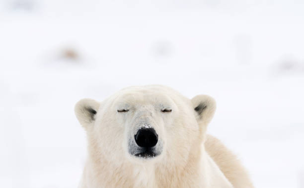 istock Polar Bears Churchill Manitoba 1482277950