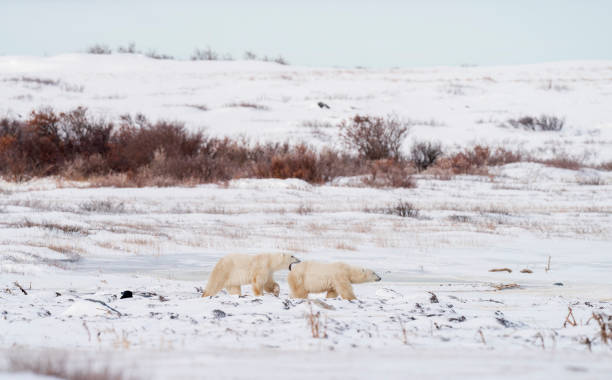 istock Polar Bears Churchill Manitoba 1482277958