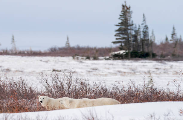 istock Polar Bears Churchill Manitoba 1482277960