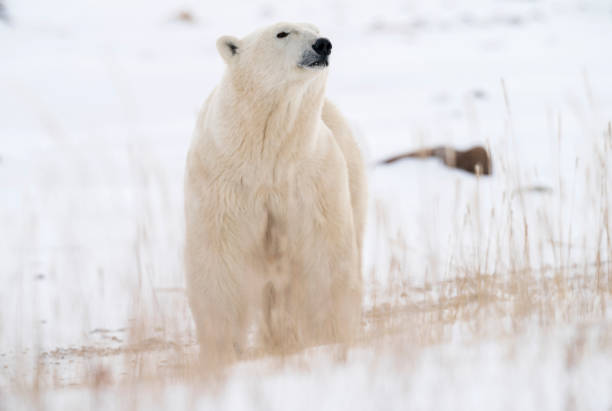 istock Polar Bears Churchill Manitoba 1482277971