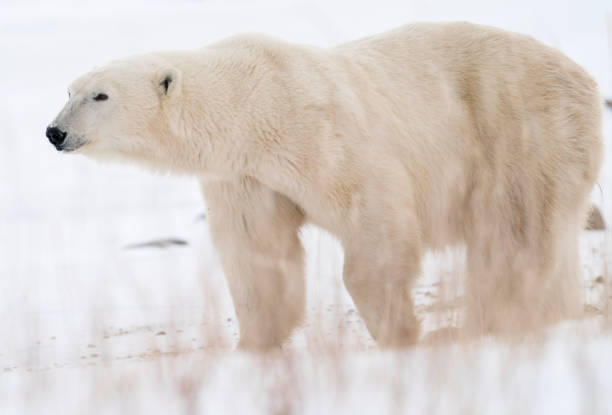 istock Polar Bears Churchill Manitoba 1482277972