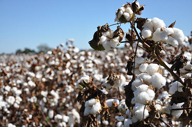 istock White cotton on the bushes in a field with a blue sky 148227802