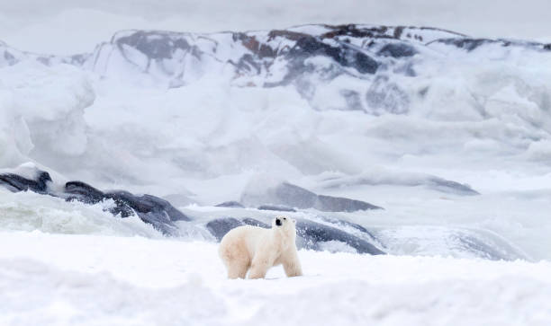 istock Polar Bears Churchill Manitoba 1482278151