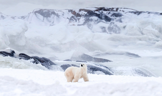 Lone polar bear (Ursus maritimus) standing on frozen body of water on the shore of Hudson Bay.\n\nTaken in Churchill, Manitoba, Canada