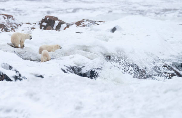 istock Polar Bears Churchill Manitoba 1482278173