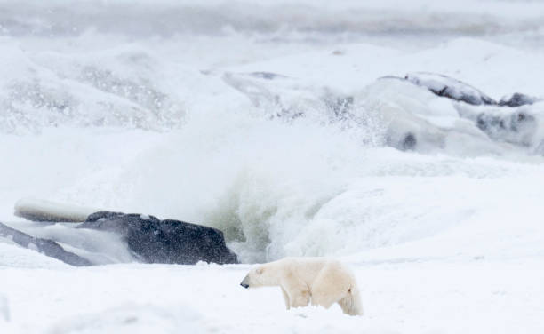 istock Polar Bears Churchill Manitoba 1482278182