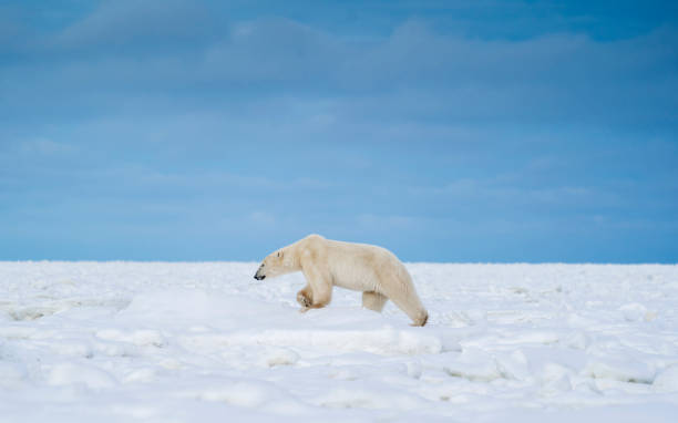 istock Polar Bears Churchill Manitoba 1482278200