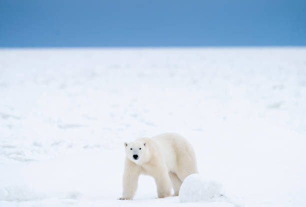 istock Polar Bears Churchill Manitoba 1482278225