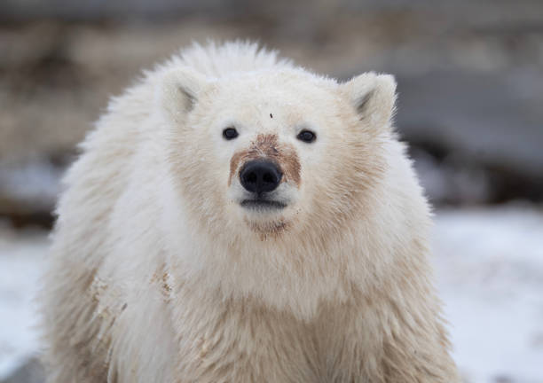 istock Polar Bears Churchill Manitoba 1482278422