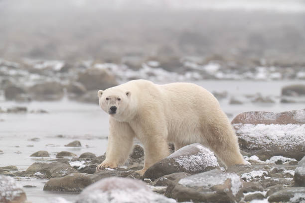 istock Polar Bears Churchill Manitoba 1482278425