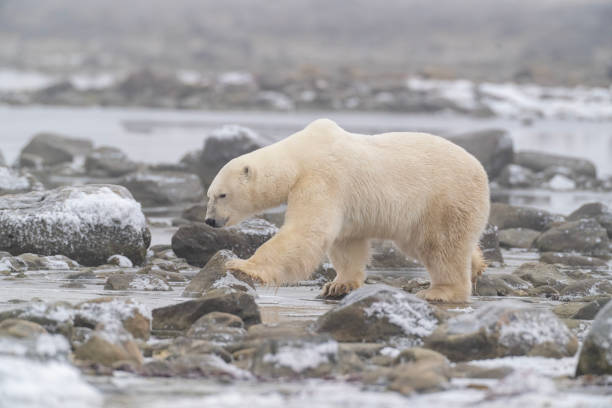 istock Polar Bears Churchill Manitoba 1482278426