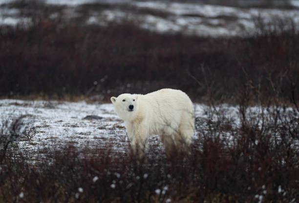 istock Polar Bears Churchill Manitoba 1482278430