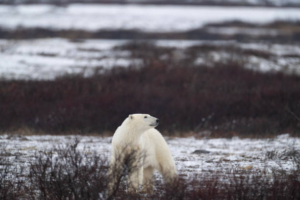 istock Polar Bears Churchill Manitoba 1482278431