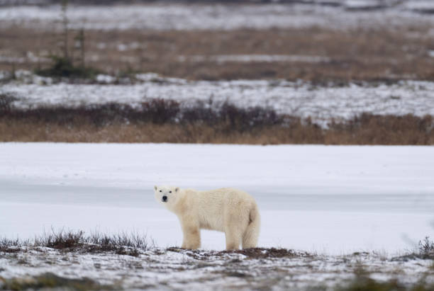 istock Polar Bears Churchill Manitoba 1482278435