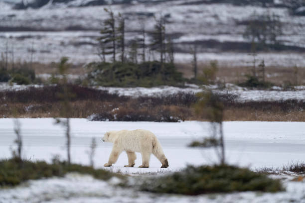 istock Polar Bears Churchill Manitoba 1482278437