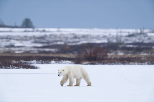 istock Polar Bears Churchill Manitoba 1482278439