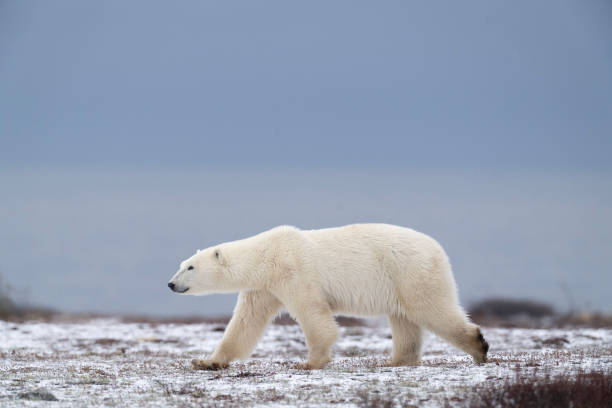 istock Polar Bears Churchill Manitoba 1482278447