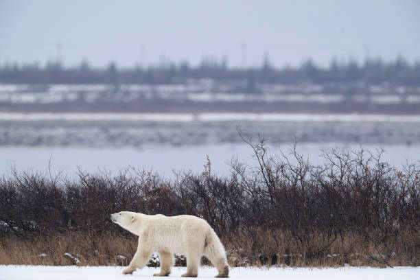 istock Polar Bears Churchill Manitoba 1482278449