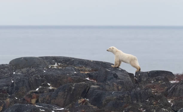istock Polar Bears Churchill Manitoba 1482278465