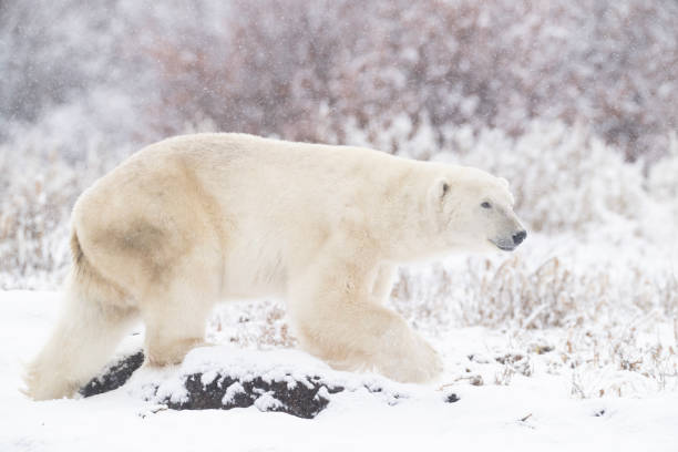 istock Polar Bears Churchill Manitoba 1482278473