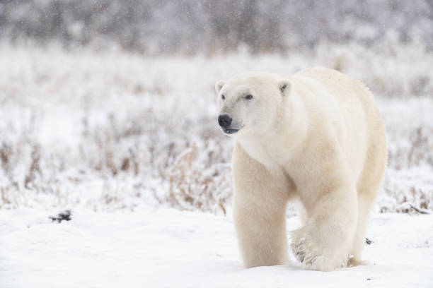 istock Polar Bears Churchill Manitoba 1482278474