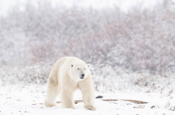 istock Polar Bears Churchill Manitoba 1482278476
