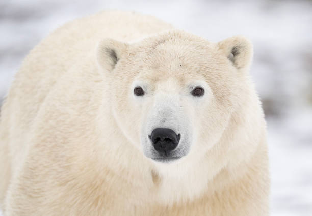 CHURCHILL, MANITOBA, CANADA, - NOVEMBER:   Polar bears are seen along the shores of Hudsons Bay, Nov., 2021, in Churchill, Manitoba, Canada. (Photo by Johnny Hayward/Getty Images)